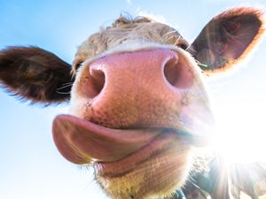 Supporting image for story: Firefighters called out to rescue cows stuck in brook