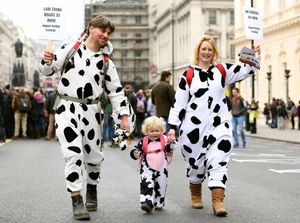 James and Louisa Edgar march in cow onesies with their two-year-old daughter Madeleine