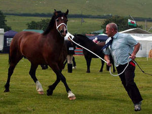 Supporting image for story: Thousands flock to friendly Llanfyllin Show