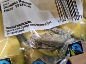 Supporting image for story: Frog that travelled 4,000 miles on bananas among strangest RSPCA rescues of 2022