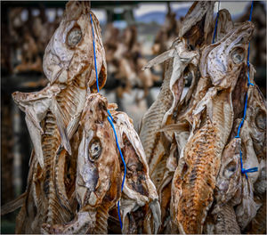 3. Colin Macklin - Rotting Cod