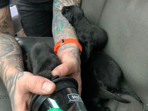 Supporting image for story: Four puppies rescued from fire and given oxygen therapy