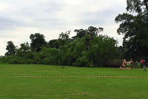 Gone . . . The tree is felled at Worfield Cricket Club