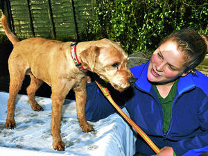 Supporting image for story: Abandoned at Christmas - Woody hoping for a new home