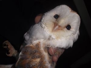Supporting image for story: Illegal Walsall bird trader caught selling wild barn owls