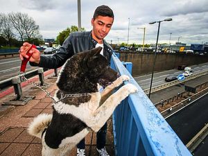 Supporting image for story: Dog owner speaks after pooch causes traffic chaos on the M5 before being rescued by Shropshire lorry driver