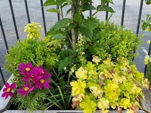 Supporting image for story: Two Mid Wales towns are celebrating after being judged to be blooming beautiful