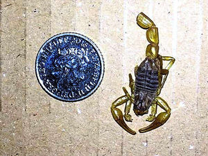 Supporting image for story: Kidderminster family find dead SCORPION in Amazon Prime delivery