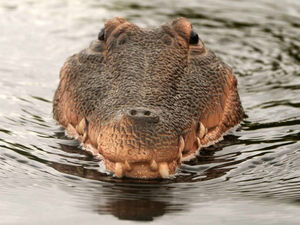 Supporting image for story: Have you seen the West Bromwich croc?