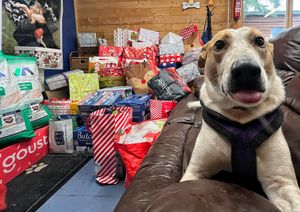 Hundreds of dogs will be receive the Christmas gifts.