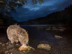 Supporting image for story: Public bodies on ‘go slow’ on boosting beaver numbers, campaigners argue