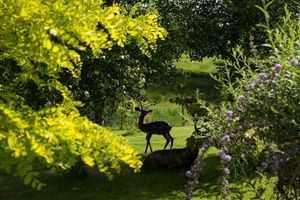 Sambrook Manor, near Newport. Photo: NGS