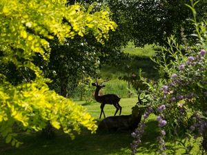 Supporting image for story: Every private Shropshire garden open to the public this weekend for a nice family day out