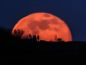 Supporting image for story: Where are the UK’s Moon Trees? Experts hunt for space saplings