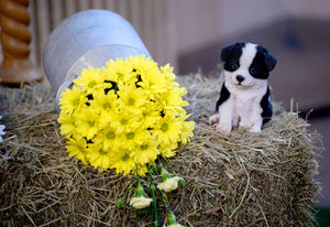 Flower festival at St Mark's Church