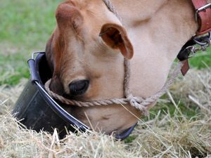 Supporting image for story: Large dairy farm plans near Oswestry set to be approved