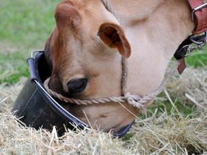 Supporting image for story: Large dairy farm plans near Oswestry set to be approved 
