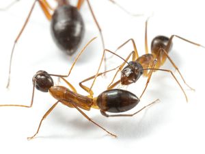 Supporting image for story: Ants amputate legs in order to ensure survival – study