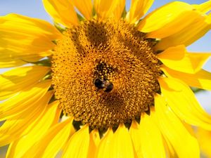 Supporting image for story: How an app could help reverse the decline of bees