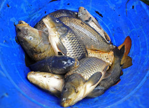 Some of the fish pulled from the water