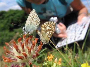 Supporting image for story: Conservation group: Spot butterflies to help with mental health 