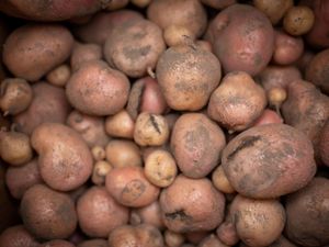 Supporting image for story: Scientists developing potatoes that could withstand heatwaves
