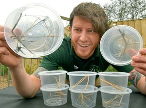Supporting image for story: Zoo home for EIGHT black widow spiders found in shipping container in Telford