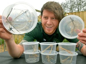 Supporting image for story: Zoo home for EIGHT black widow spiders found in shipping container in Telford