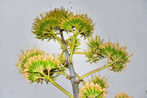The flowers which have sprouted from Hilary Chappin's rare agave - which has flowered after 50 years.