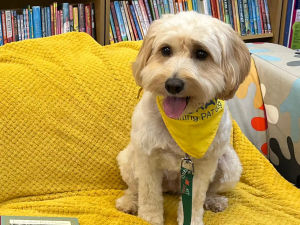 Supporting image for story: Calling all dog-friendly places in Market Drayton!