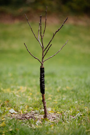 One of the damaged trees
