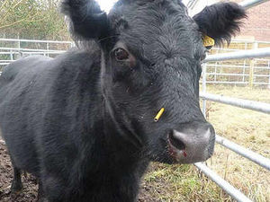Supporting image for story: Crossbow used to shoot cow in the face