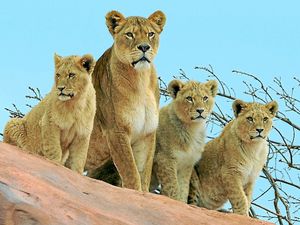 Supporting image for story: West Midland Safari Park lioness dies aged 16