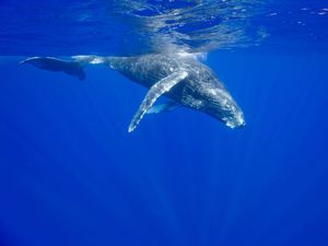 Underwater view of a humpback whale