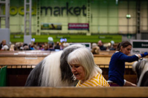 A Bearded Collie is prepared for show at the Birmingham National Exhibition Centre (NEC) for the third day of the Crufts Dog Show. PA Photo. Issue date: Saturday March 7, 2020. See PA story ANIMALS Crufts. Photo credit should read: Jacob King/PA Wire.