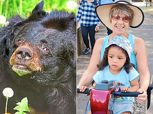Supporting image for story: Keepers can’t bear-live it as camera saved from Dudley Zoo animal enclosure