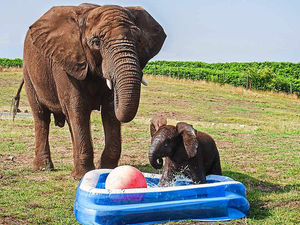 Supporting image for story: Sutton packs his trunks for pool