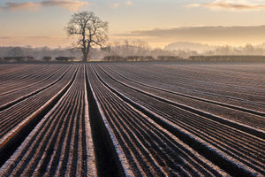 Frosty Furrows at Sunrise - Chris Lewis