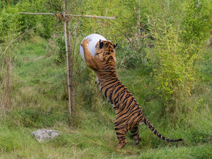 Supporting image for story: It's a girl! Safari park throws 'gender reveal' party for dad of tiger cub 