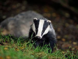 Supporting image for story: Tortured badger dumped at the side of the M54 in Shropshire