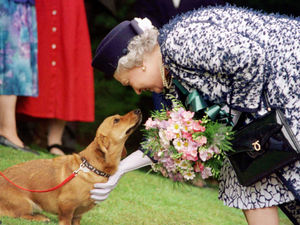 Supporting image for story: What's happened to the Queen's corgis? Royal relative takes in monarch's last two dogs