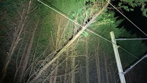 A fallen tree on the rail line in the West Midlands. Photo: @NetworkRailBHM