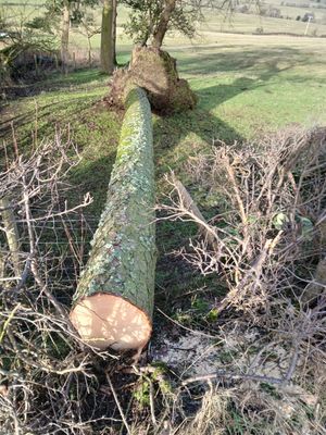 Fallen trees around Shropshire. Photo: Shropshire Council
