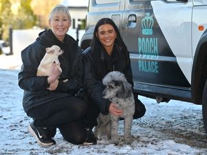 Supporting image for story: Contented dogs living in the lap of luxury at Lilleshall's Pooch Palace