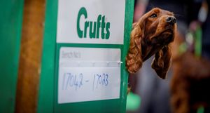 An Irish setter in its station at Crufts