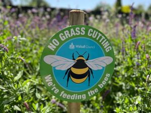 Supporting image for story: 'Let the grass grow' – Walsall Council to reduce cutting to help wildlife