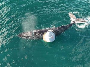 Supporting image for story: Efforts to free whale entangled in rope off Skye continue