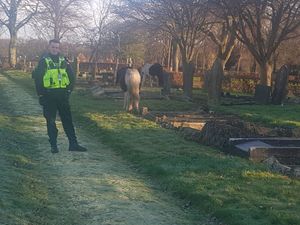 Supporting image for story: Horses found in Walsall cemetery