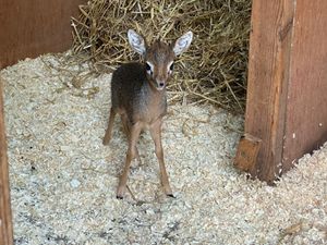 Drayton Manor has welcomed a baby DikDik into the world 