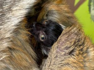 Supporting image for story: Double trouble! Dudley Zoo thrilled to welcome twin baby lemurs